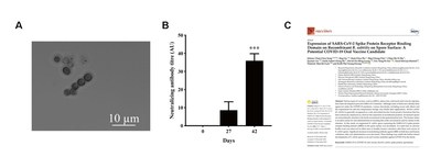A: Bacillus subtilis spores produced by DreamTec; B: A human pilot test: the level of neutralizing antibody against spike protein is significantly increased after 42 days; C: Publication in Vaccines